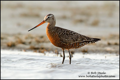Hudsonian Godwit (Limosa haemastica)