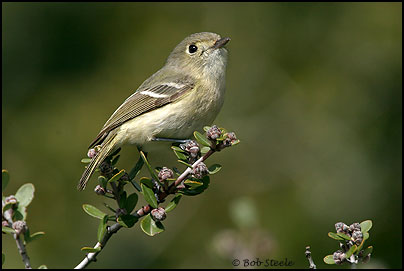 Hutton's Vireo (Vireo huttoni)