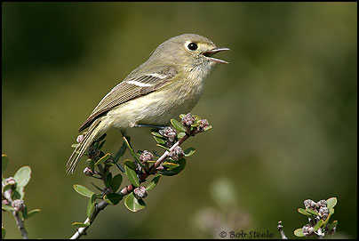Hutton's Vireo (Vireo huttoni)