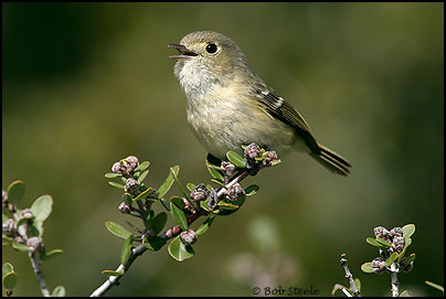 Hutton's Vireo (Vireo huttoni)