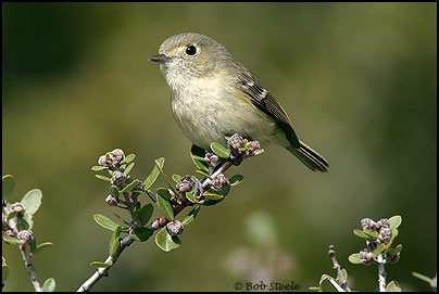 Hutton's Vireo (Vireo huttoni)