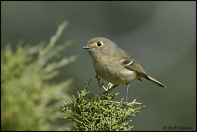 Hutton's Vireo (Vireo huttoni)