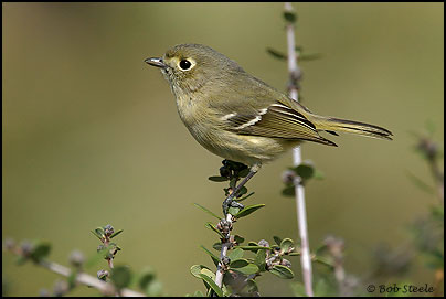 Hutton's Vireo (Vireo huttoni)