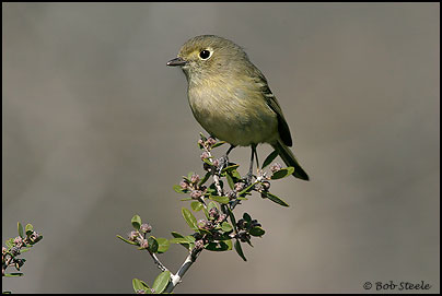 Hutton's Vireo (Vireo huttoni)