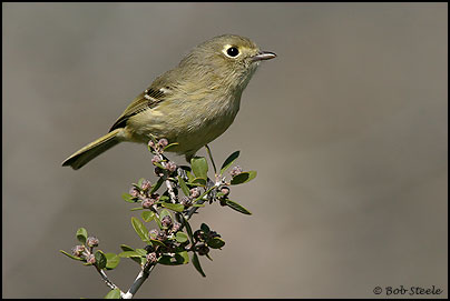 Hutton's Vireo (Vireo huttoni)
