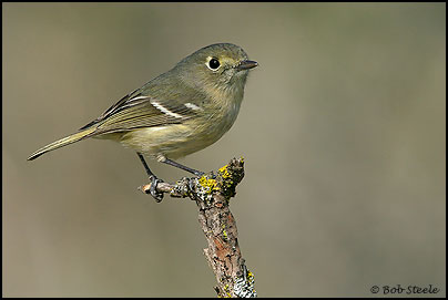 Hutton's Vireo (Vireo huttoni)