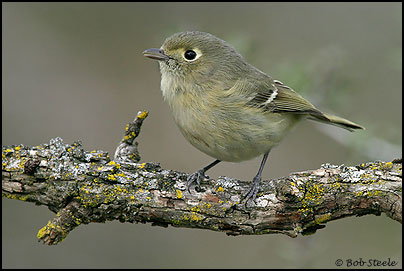 Hutton's Vireo (Vireo huttoni)
