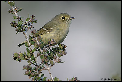 Hutton's Vireo (Vireo huttoni)