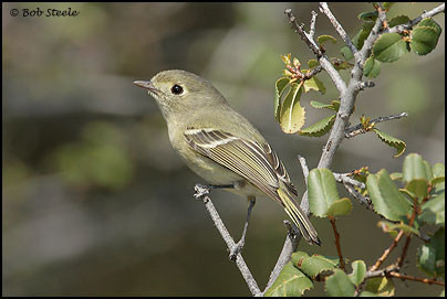 Hutton's Vireo (Vireo huttoni)