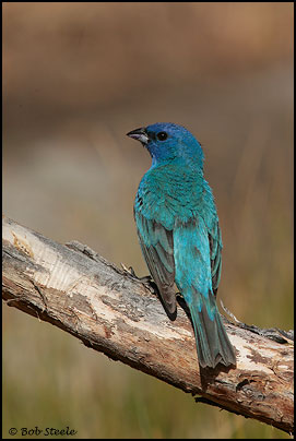 Indigo Bunting (Passerina cyanea)