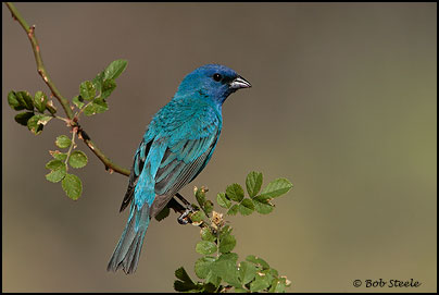 Indigo Bunting (Passerina cyanea)