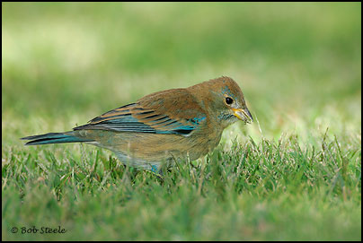 Indigo Bunting (Passerina cyanea)