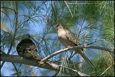 Inca Dove (Columbina inca)