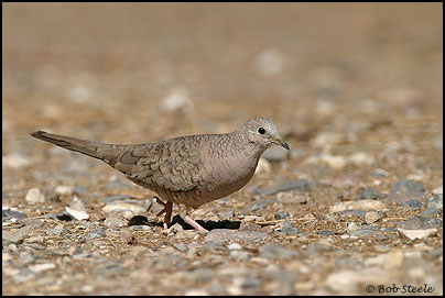 Inca Dove (Columbina inca)