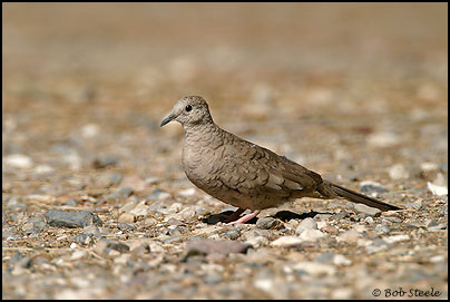 Inca Dove (Columbina inca)