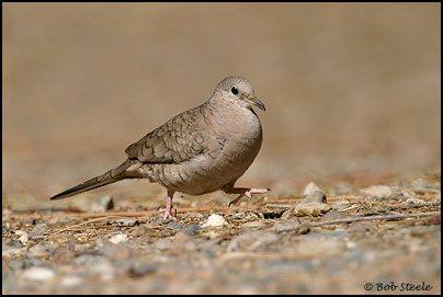 Inca Dove (Columbina inca)