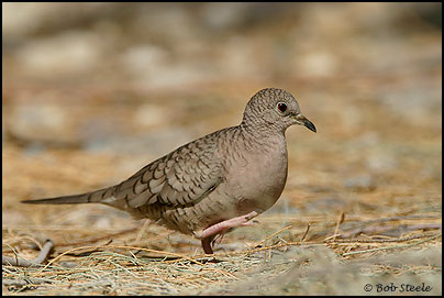 Inca Dove (Columbina inca)