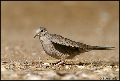 Inca Dove (Columbina inca)