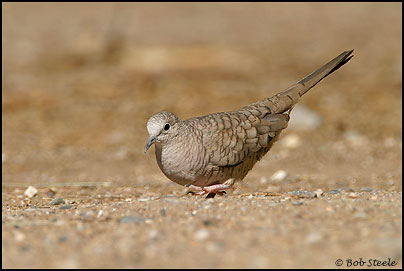 Inca Dove (Columbina inca)