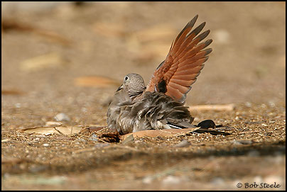 Inca Dove (Columbina inca)