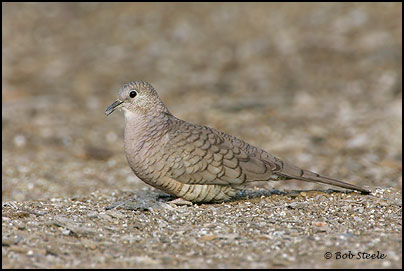 Inca Dove (Columbina inca)