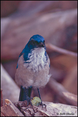Island Scrub-Jay (Aphelocoma insularis)