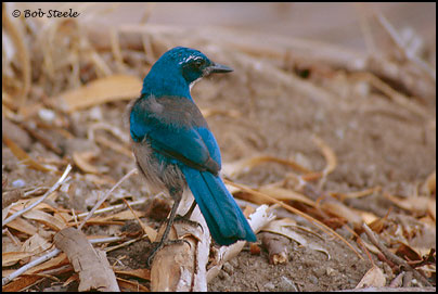 Island Scrub-Jay (Aphelocoma insularis)