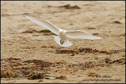 Ivory Gull (Pagophila eburnea)