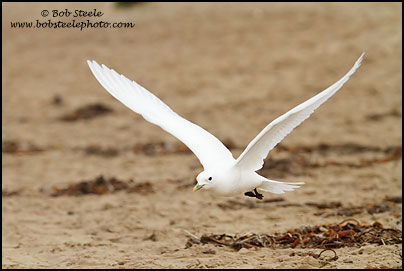 Ivory Gull (Pagophila eburnea)