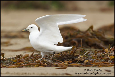 Ivory Gull (Pagophila eburnea)
