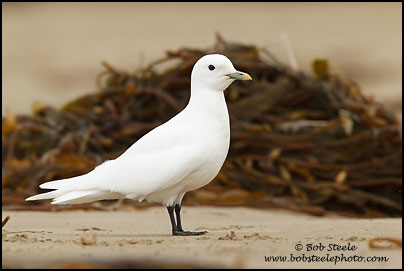 Ivory Gull (Pagophila eburnea)