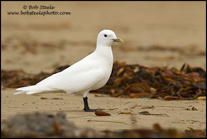 Ivory Gull (Pagophila eburnea)
