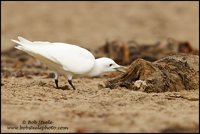 Ivory Gull (Pagophila eburnea)