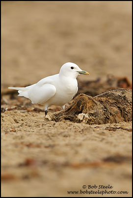 Ivory Gull (Pagophila eburnea)
