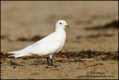 Ivory Gull (Pagophila eburnea)