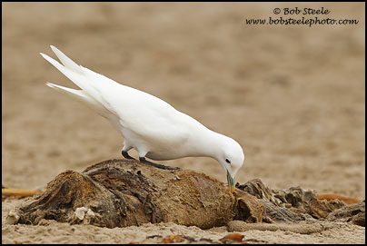 Ivory Gull (Pagophila eburnea)