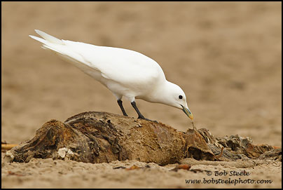 Ivory Gull (Pagophila eburnea)