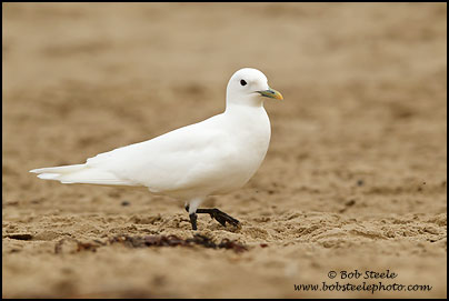 Ivory Gull (Pagophila eburnea)
