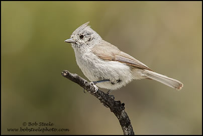 Juniper Titmouse (Baeolophus ridgwayi)