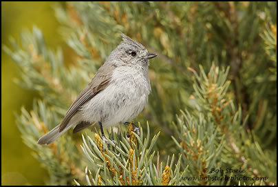 Juniper Titmouse (Baeolophus ridgwayi)
