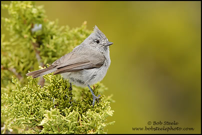 Juniper Titmouse (Baeolophus ridgwayi)