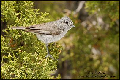 Juniper Titmouse (Baeolophus ridgwayi)