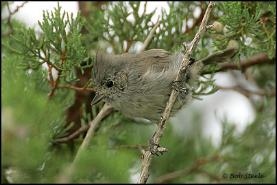 Juniper Titmouse (Baeolophus ridgwayi)