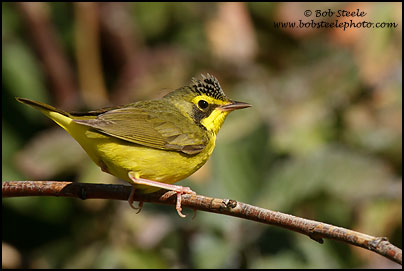 Kentucky Warbler (Oporornis formosus)