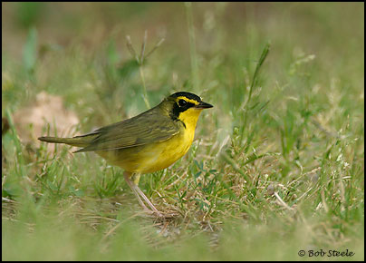 Kentucky Warbler (Oporornis formosus)