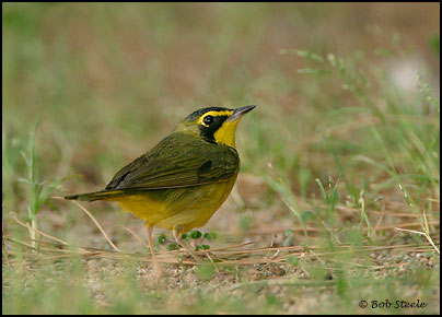 Kentucky Warbler (Oporornis formosus)