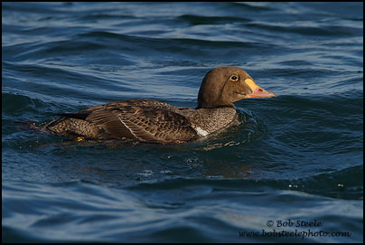 King Eider (Somateria spectabilis)