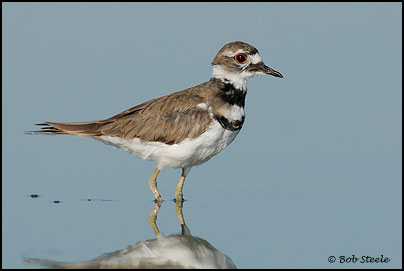 Killdeer (Charadrius vociferus)