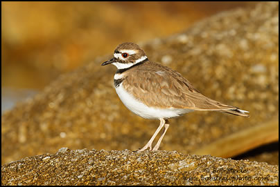Killdeer (Charadrius vociferus)