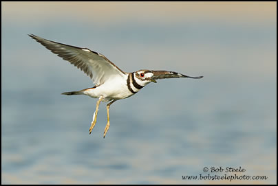 Killdeer (Charadrius vociferus)